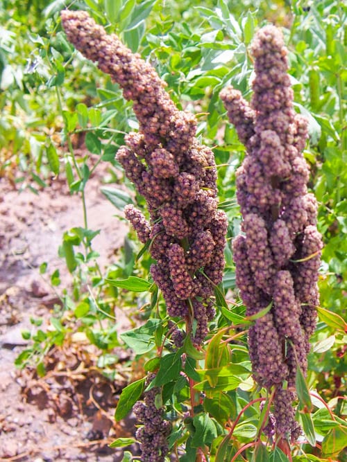 Quinoa growing in a field