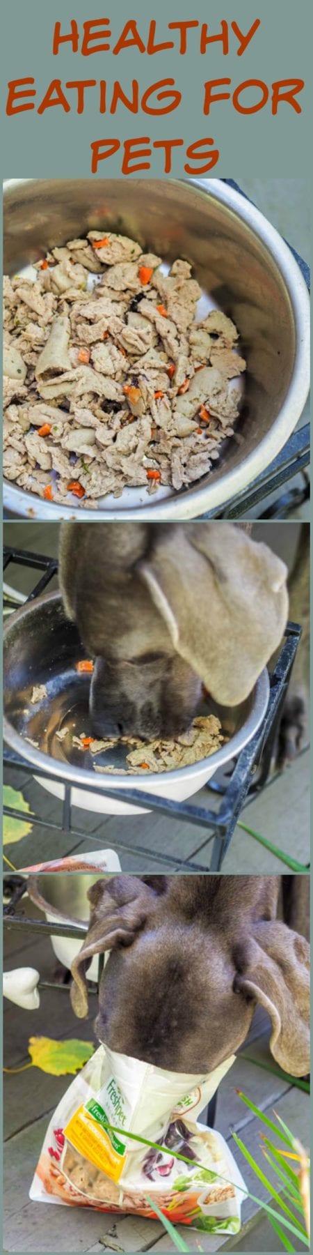 Healthier eating isn't just for us humans, it's for pets too! As a member of my family it's just as important for me to make healthy eating choices for my pets too! #PickyEaterApproved #ad
